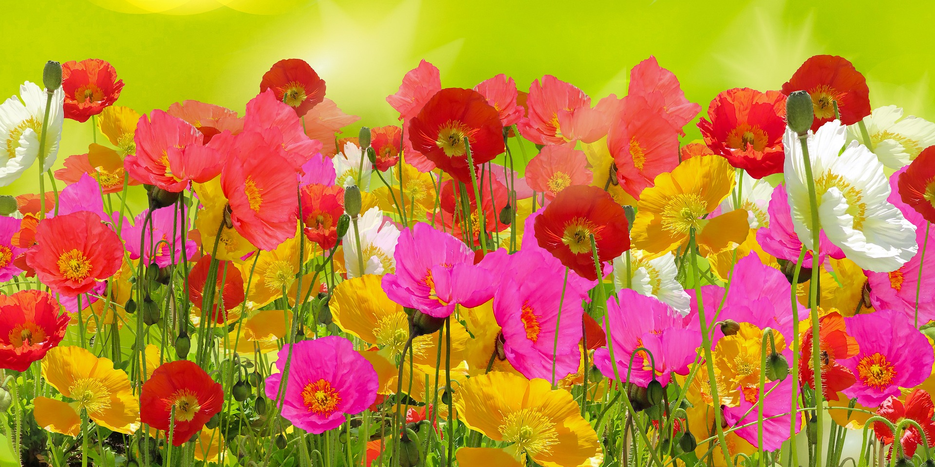 Shirley Poppy Mix Flowers