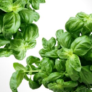 Basil Genovese Herb