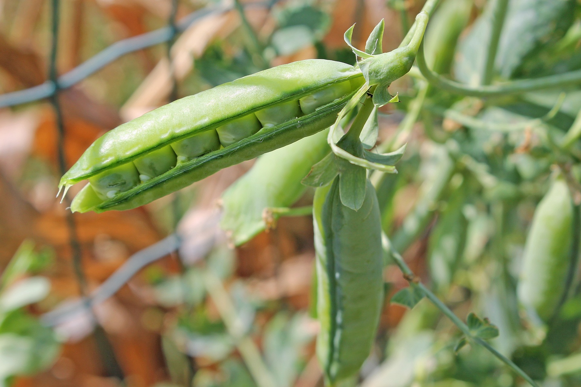 Willet Wonder Garden/English Peas