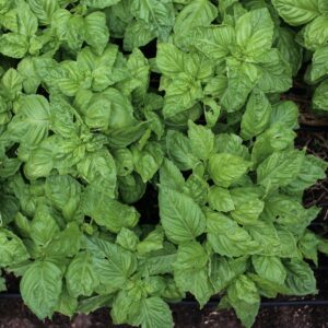 Basil - Thai Basil Herb