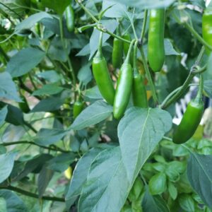 Jalapeno Tam Mild 1 Pepper