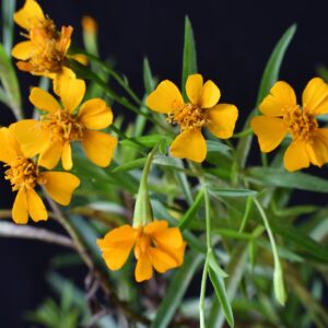 Mexican Mint/Marigold Herb
