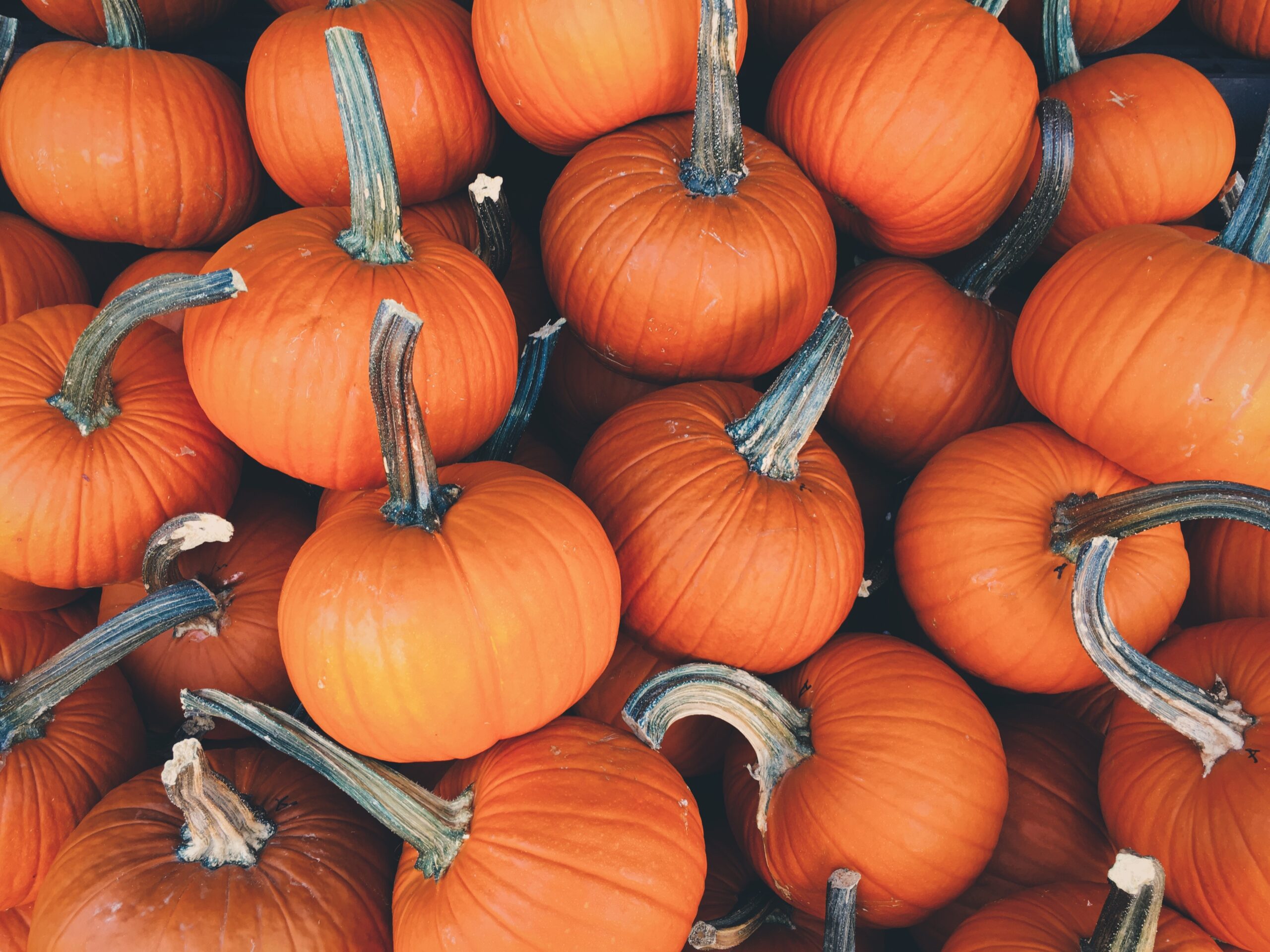 Small Sugar Pumpkin