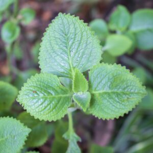 Basil - Lemon Basil Herb