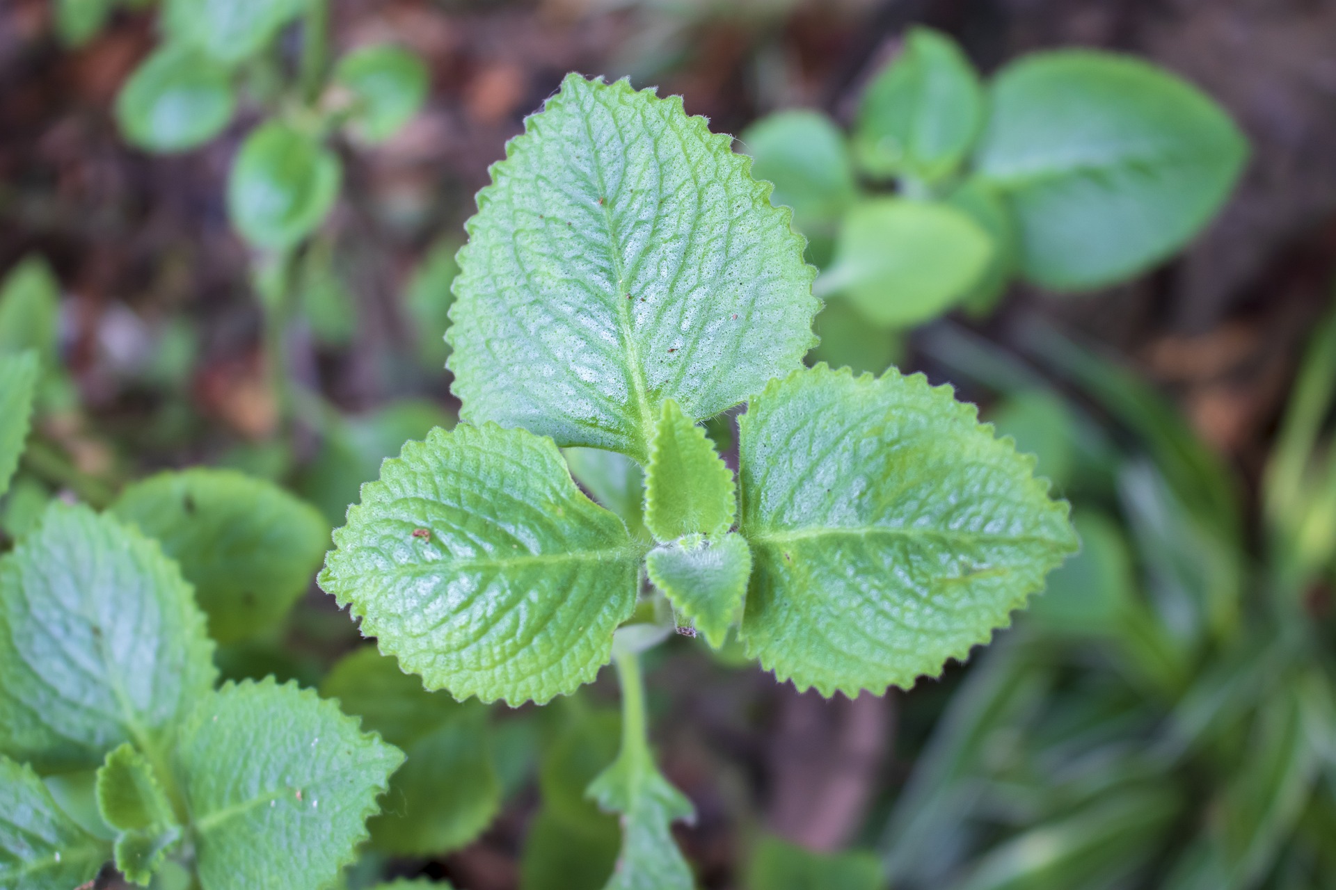Basil - Lemon Basil Herb