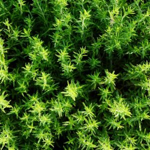Thyme - Common Herb