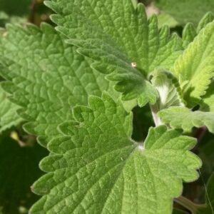 Catnip Herb