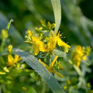 St. John’s Wort Herb