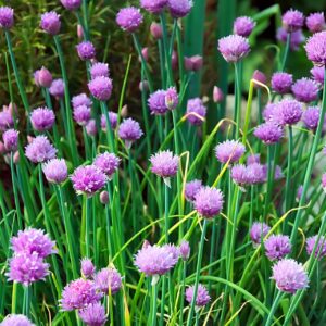 Chives Herb