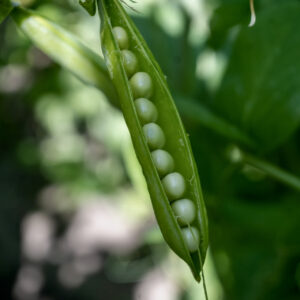 Wando Garden/English Peas