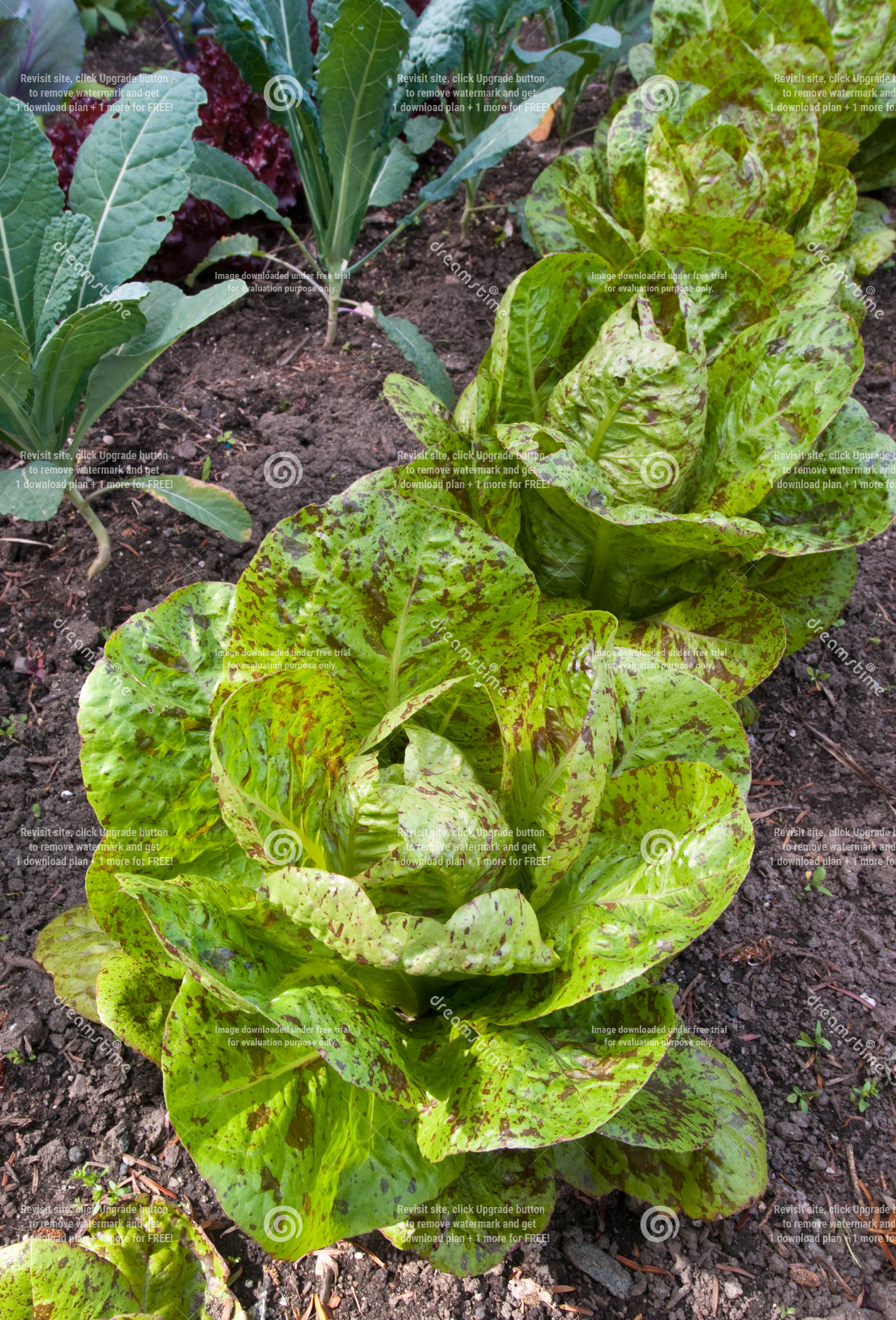 Butterhead Speckles Lettuce