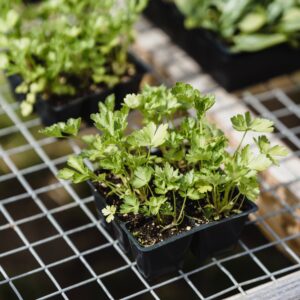 Cutting Celery Herb