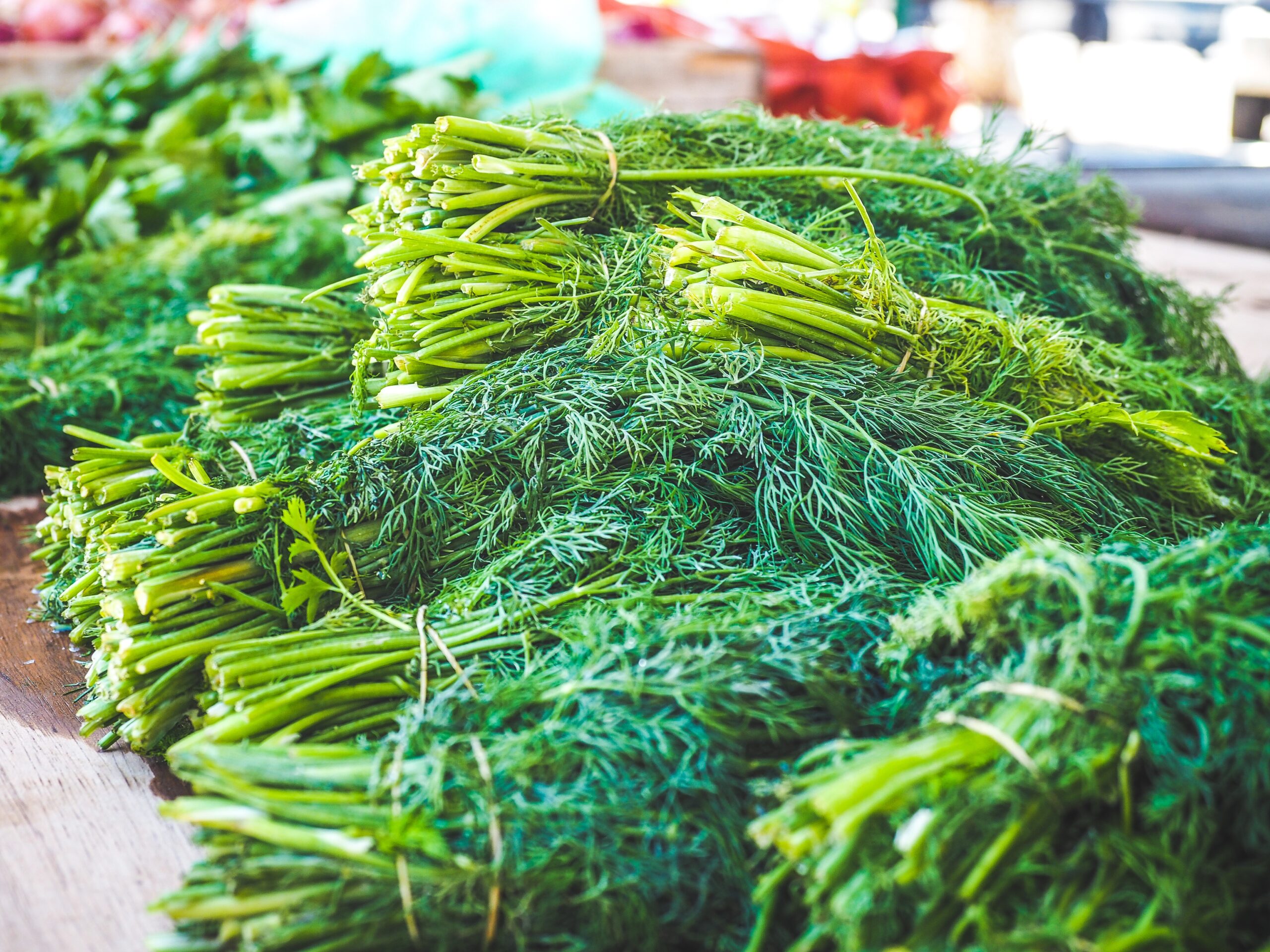 Dill - Dukat Herb