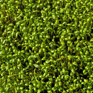 Cress-Curled (aka Peppergrass) Herb