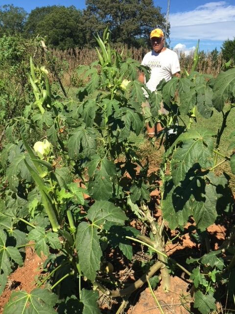 Choppee Okra