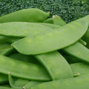 Oregon Sugar Pod II Snow Peas
