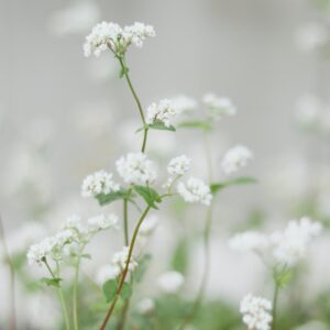 Cumin Herb