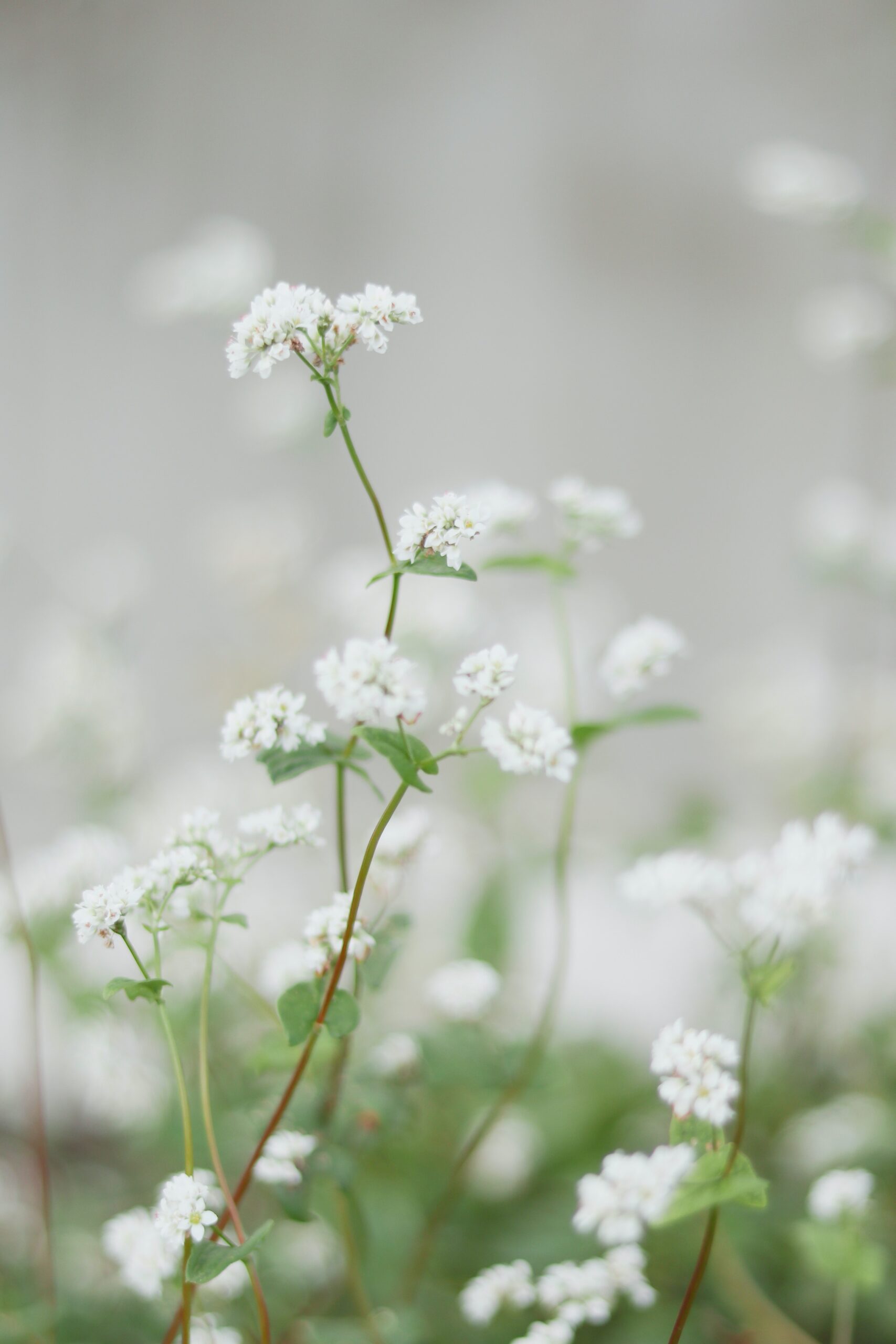 Cumin Herb