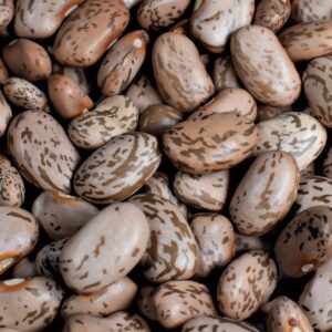 Pinto Bush Bean