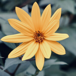 Maximilian Sunflower
