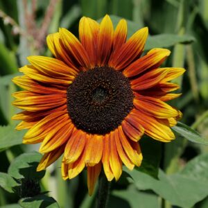 Indian Blanket Sunflowers