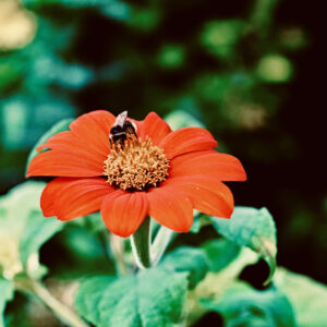 Torch or Mexican Sunflower