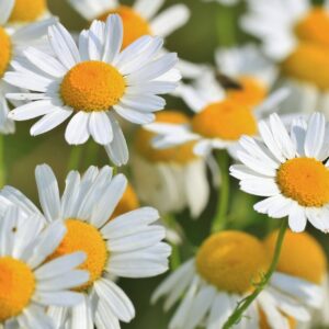 Common Chamomile
