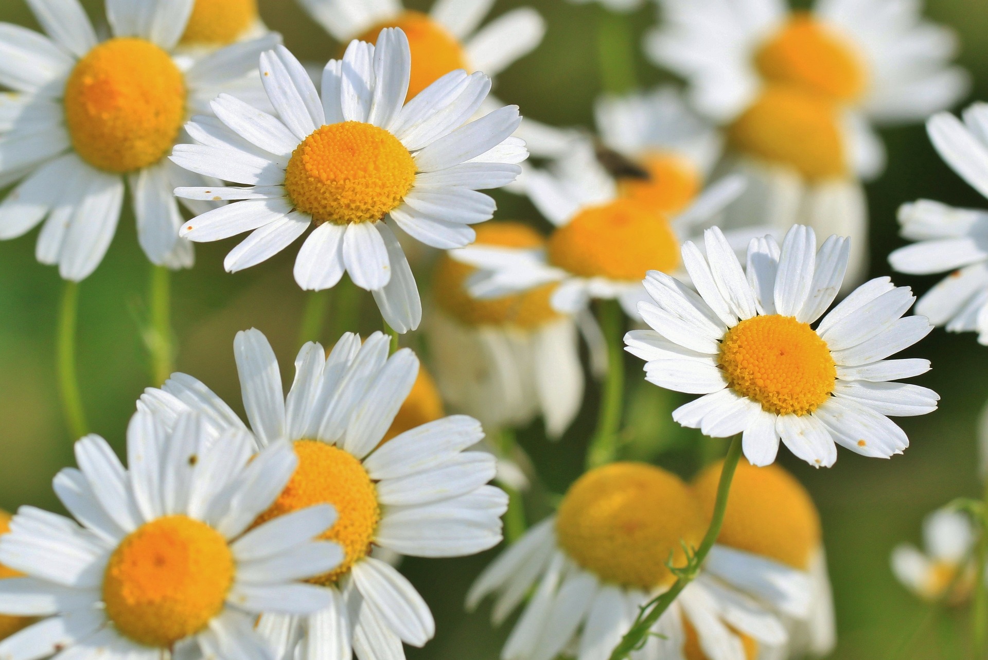 Common Chamomile
