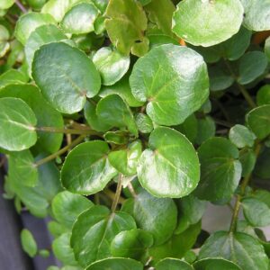 Cress-Upland (aka Creasy Greens) Herb
