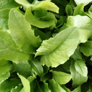 Large Leaf Sorrel Herb