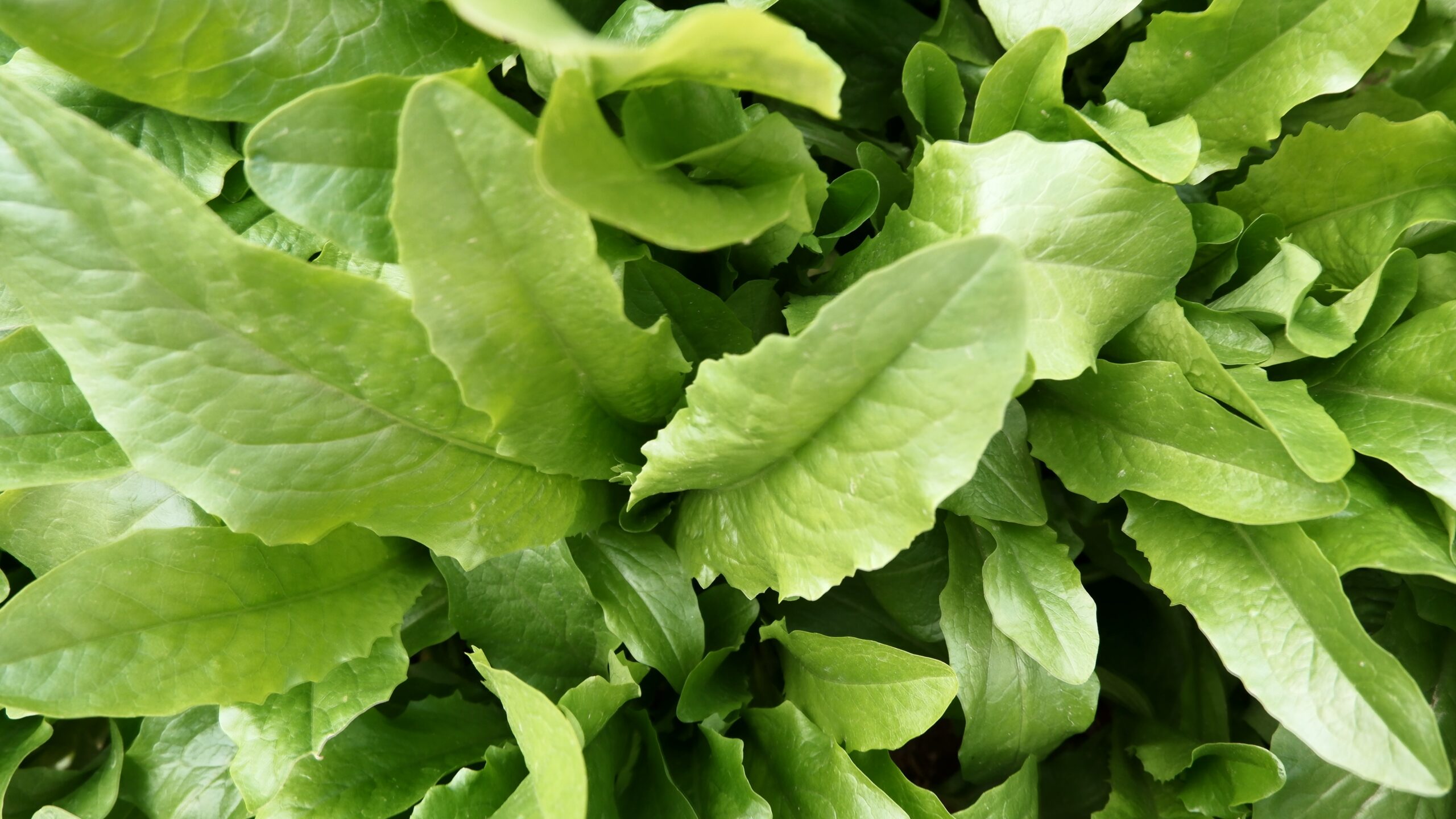 Large Leaf Sorrel Or Lemonade Leaf | Terroir Seeds