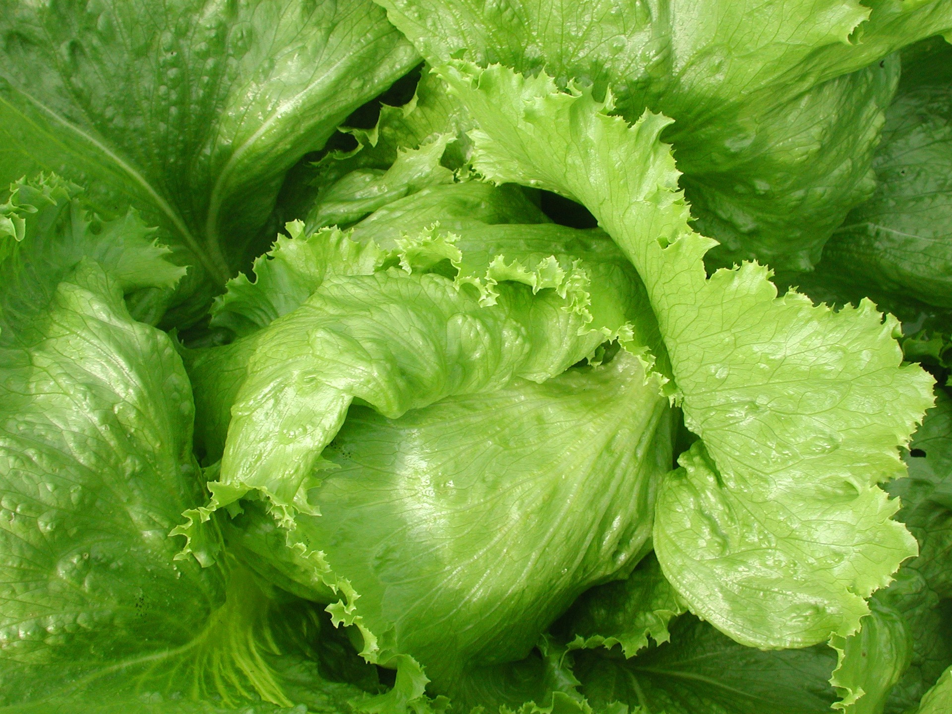 Head Great Lakes Lettuce