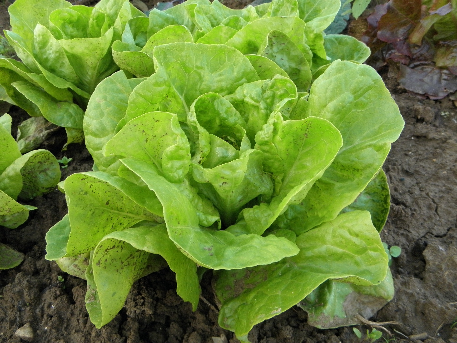 Butterhead Buttercrunch Lettuce