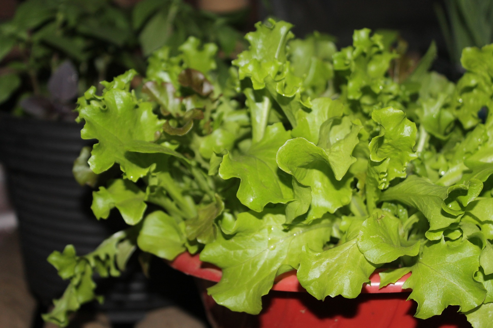 Leaf Oak Leaf Lettuce