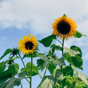 Skyscraper Sunflower