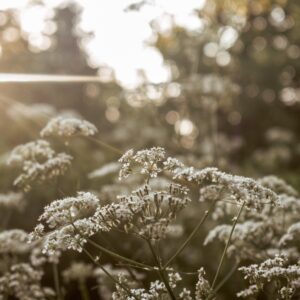 Anise Herb