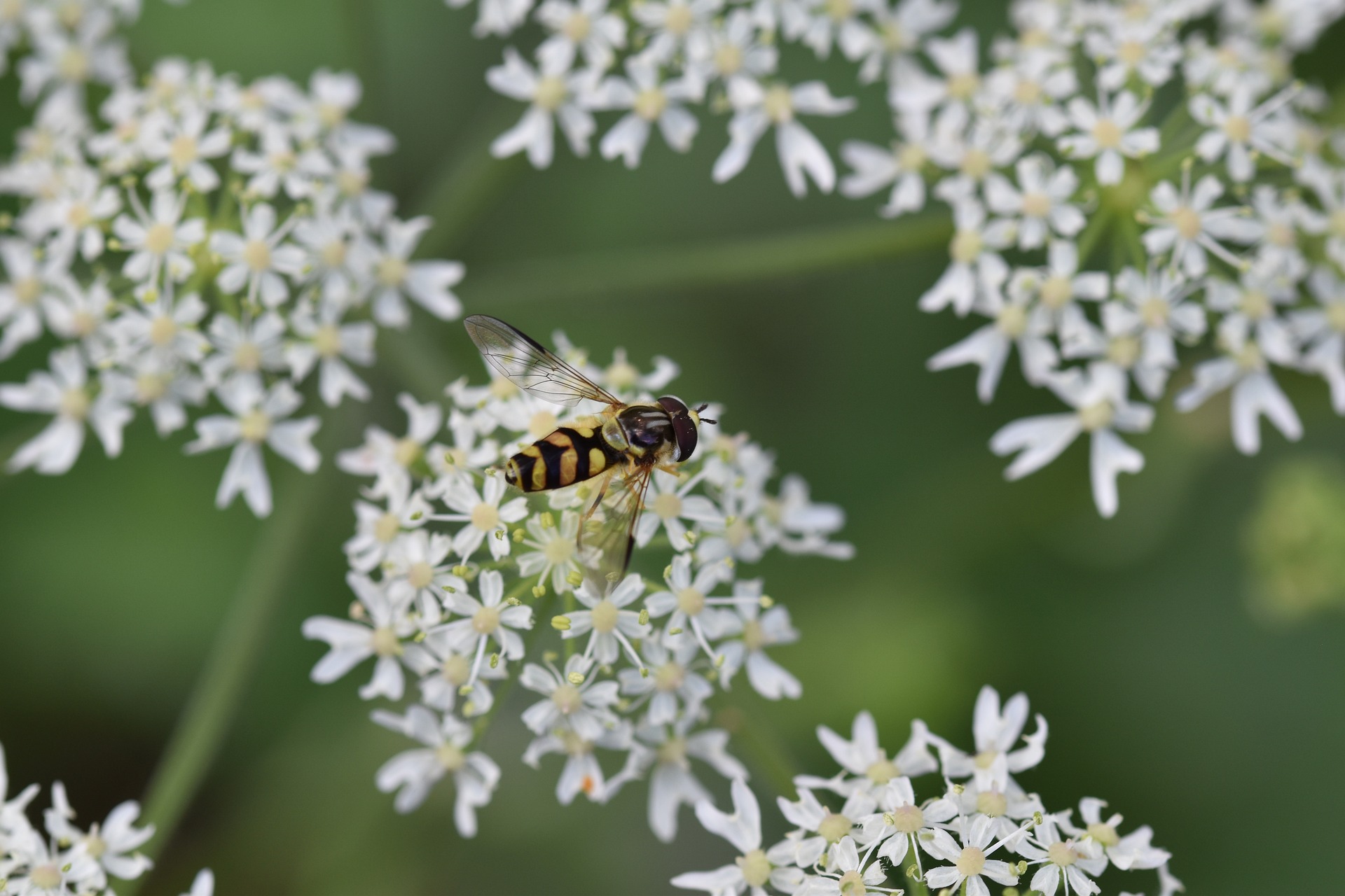 Bishop's Flower