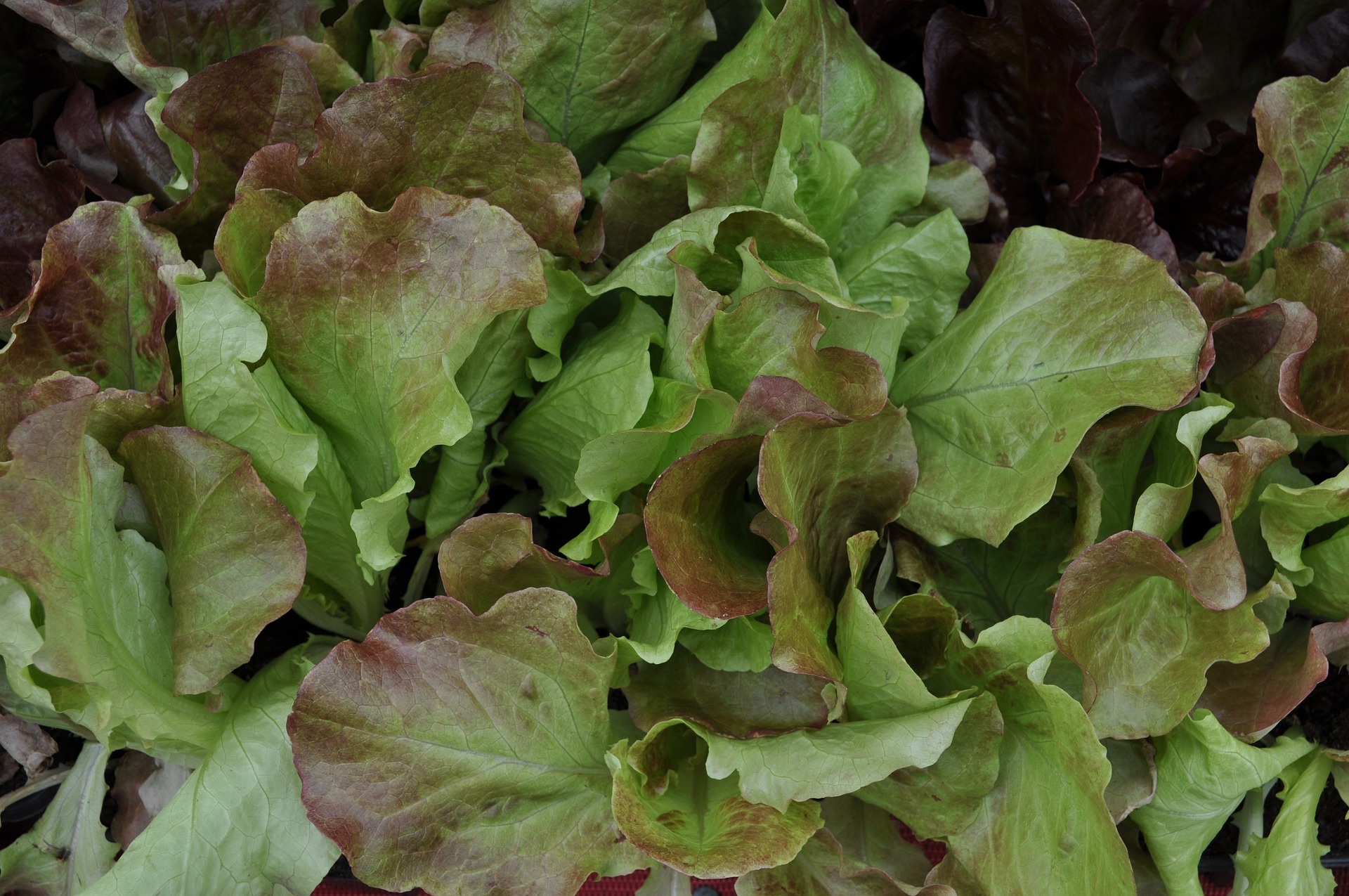 Leaf Rouge de Hiver Lettuce
