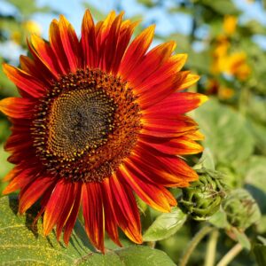 Velvet Queen Sunflower