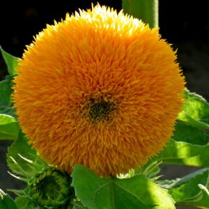 Teddy Bear Dwarf Sunflower