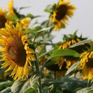 Mammoth Grey Striped Sunflower