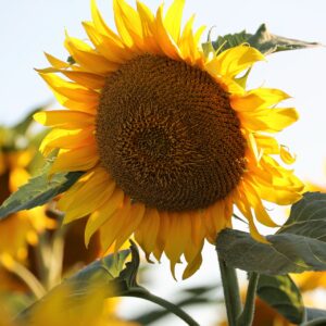 Black Russian Sunflowers