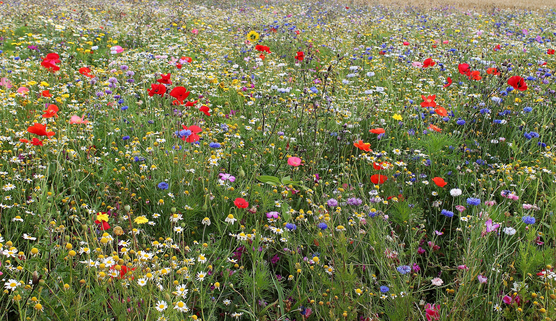 Birds, Bees, and Butterflies Mix Flowers