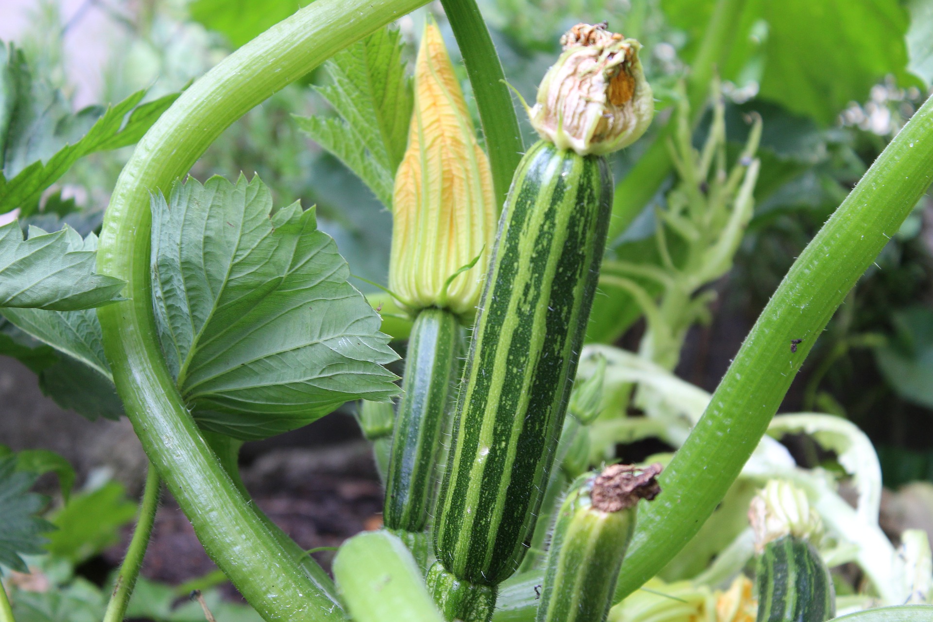 Summer Zucchini Squash Cocozelle